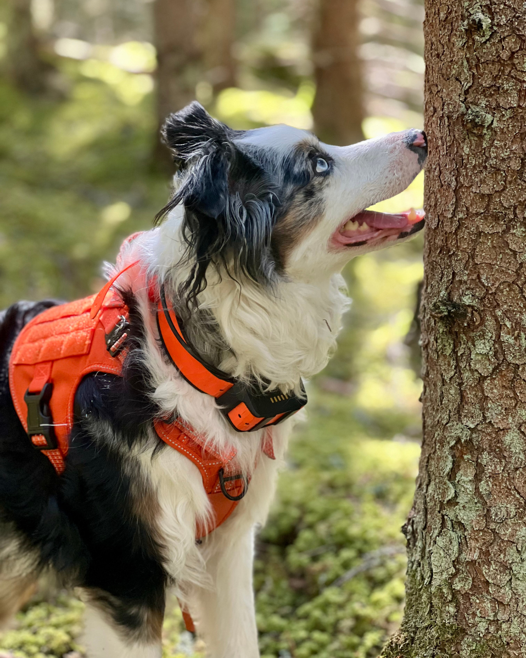 En svart, vit, brun hund med nosen mot ett träd
